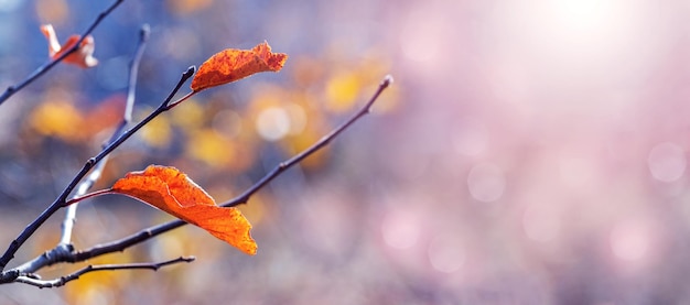 Autumn background with red leaves on a tree branch on a blurred background in sunny weather