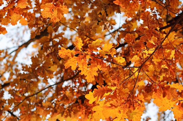 Осенний фон с избирательным фокусом листьев красного дуба