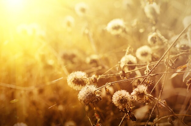 Sfondo autunnale con immagine retrò vintage pianta soleggiata