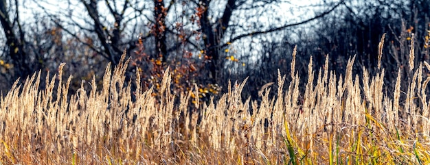 Autumn background with thickets of dry grass in the forest on a background of trees