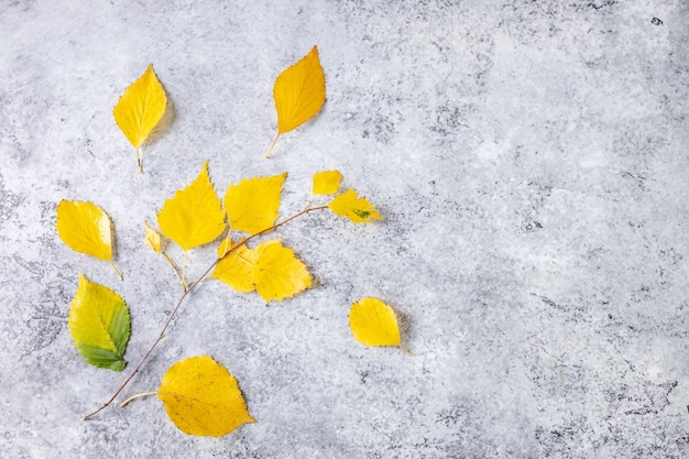 Autumn background with yellow birch leaves on a gray background