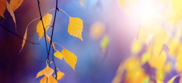 晴れた日の秋の木に黄色の白樺の葉と秋の背景