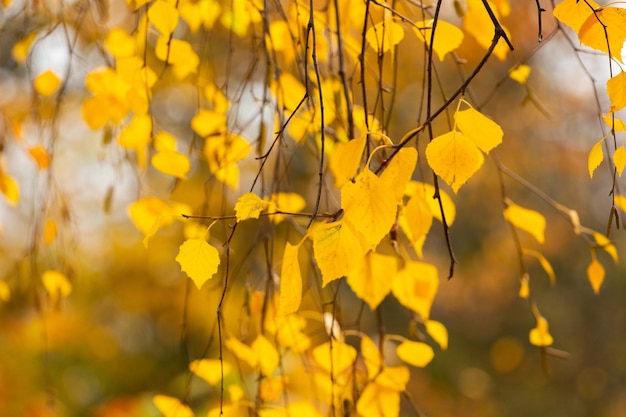 背景をぼかした写真の木に黄色の白樺の葉を持つ秋の背景
