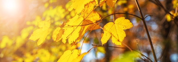 Autumn background with yellow leaves in the forest on a sunny day