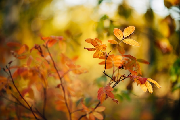 Autumn background with yellow leaves in sunset.