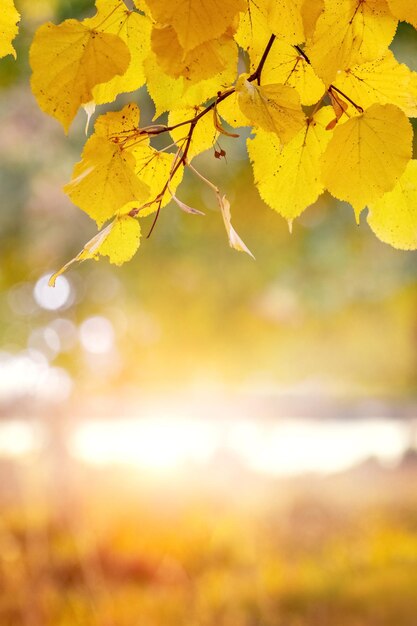 Autumn background with yellow linden leaves near the pond in sunny weather