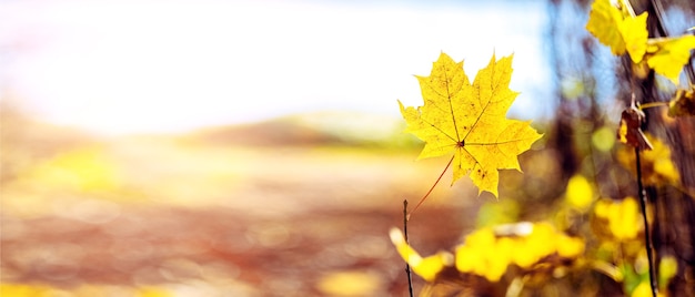 Autumn background with yellow maple leaf on blurred background in sunny weather, panorama, copy space