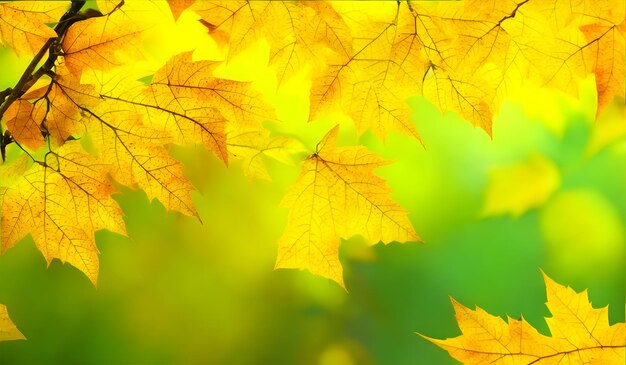 Autumn background with yellow maple leaves on green bokeh background