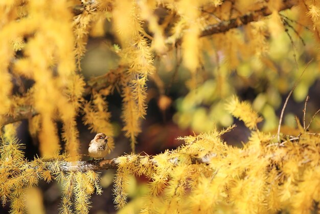 autumn background yellow larch branches