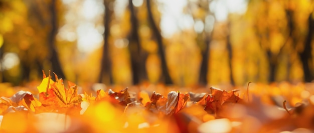 Photo autumn background yellow leaves in autumn park with place for text autumn forest and terrace copy space