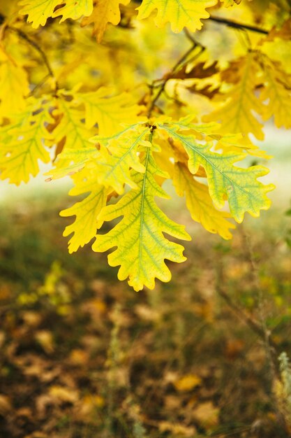 Autumn background of yellow oak leaves