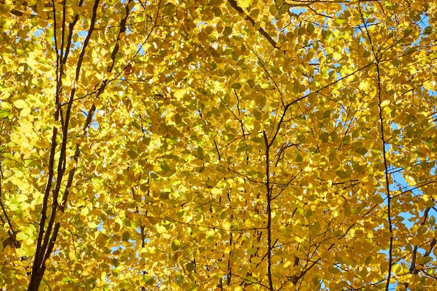 Photo autumn background