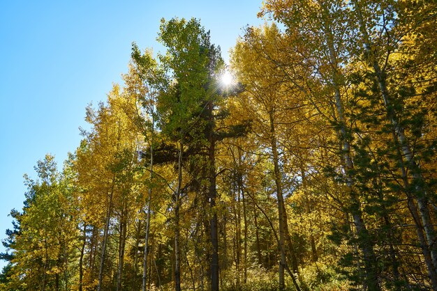 Sfondo autunnale