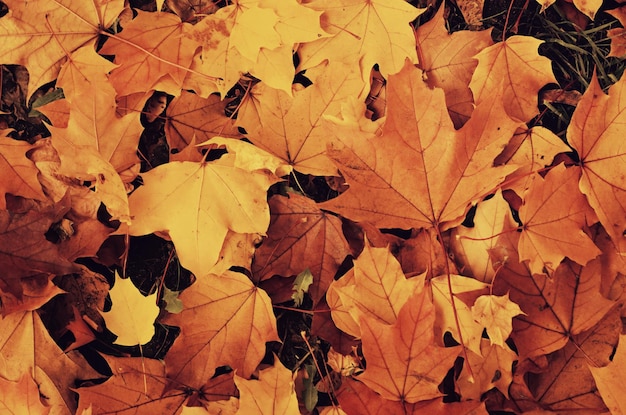 Autumn background