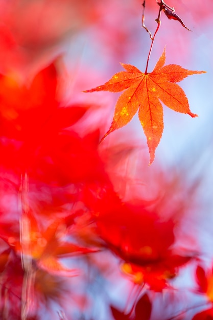 Autumn background