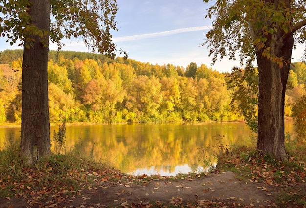 autumn bank of the inya river tree trunks trees with golden foliage on a high slope