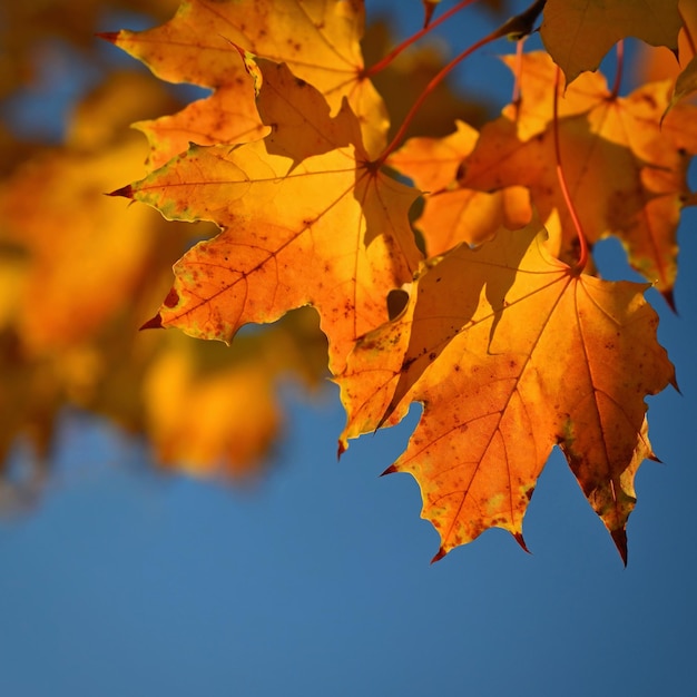 가을 가을에 나무에 아름다운 화려한 단풍 가을을 위한 자연 계절 색상 배경