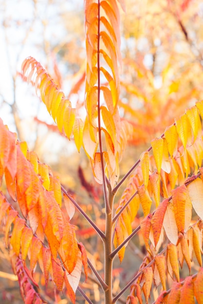 Autumn beautiful leaves background - Sumac Leaves red gradient