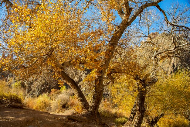 Autumn beautiful tree on sunny day at mountain