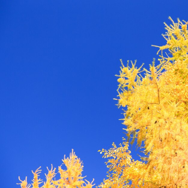 Autumn beautiful yellow birch leaves and branches of larch trees on a background of blue clear sky