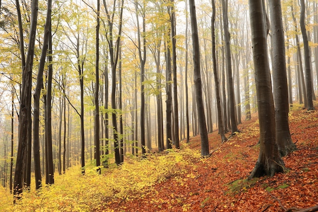 霧の中の秋のブナの森