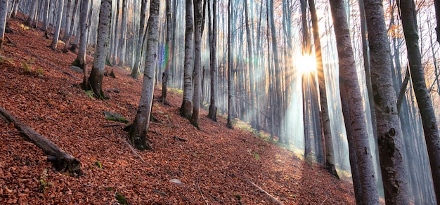 Autumn beech forest Large level trees yellow leaves on trees and on the ground