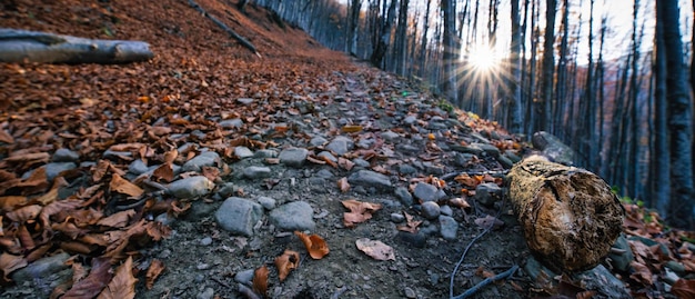 Autumn beech forest Large level trees yellow leaves on trees and on the ground