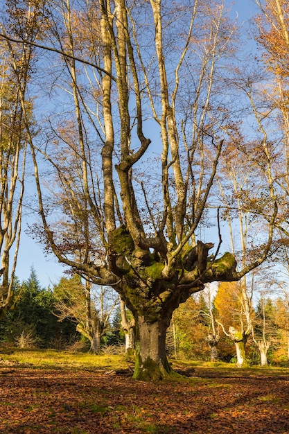 Foto autunno nella foresta di faggi di otzarreta, vizcaya, spagna