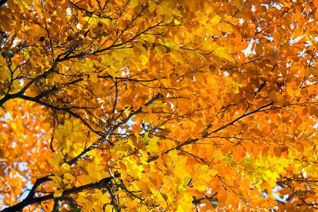Осенние буковые деревья, крупным планом в осеннем городском парке