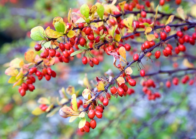 Autumn berber twigs with red berry (close-up)