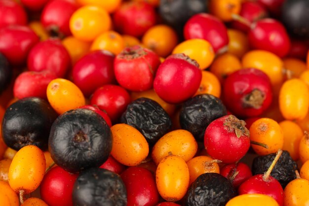 Autumn berries closeup