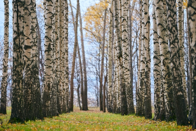 Autumn birch forest alley. beautiful footpath with fallen
leaves. calm weather. no people. season change time. fresh healthy
wet forest air.