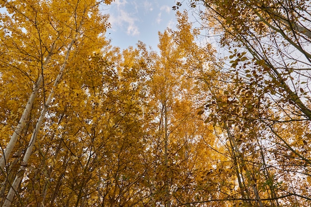 Photo autumn birch grove against the sky