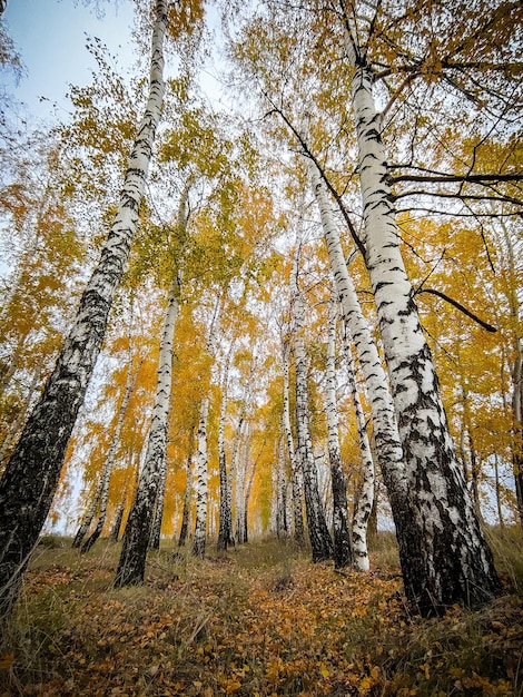 写真 秋の白樺林モバイル撮影