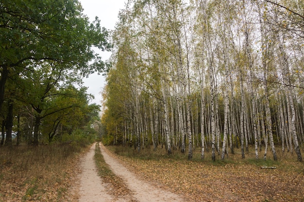 Autumn in the birch grove. Yellow fallen leaves. Forest road