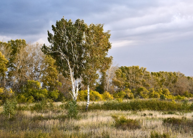 Autumn birch landscape in ochre tones