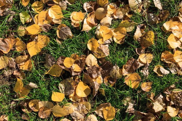 Autumn birch leaves on the green grass. Top view.