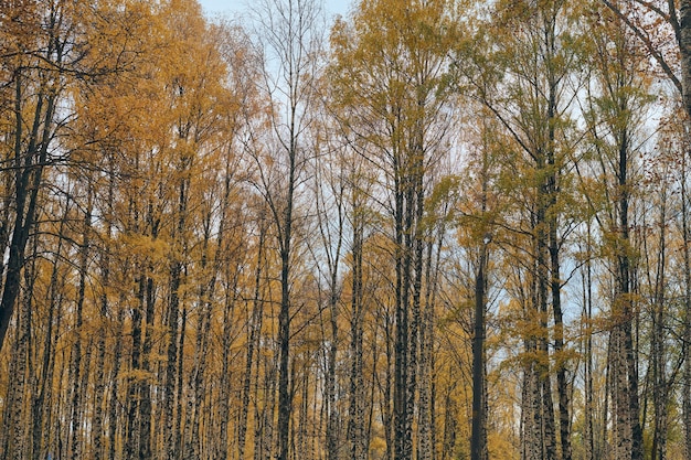 Autumn birch tree crowns alley. Beautiful forest with fallen leaves.