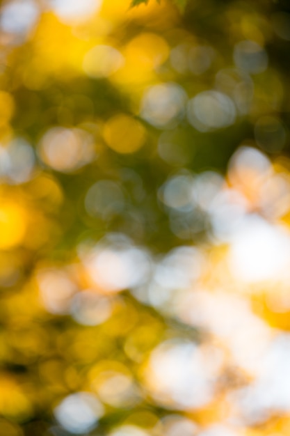 Foto fondo e luce solare del bokeh di autunno