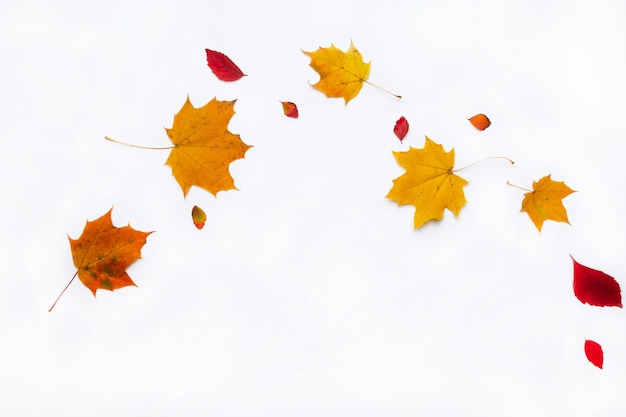 Photo autumn border made of  fall leaves on white background. flat lay, top view. copy space for seasonal promotions and discounts.