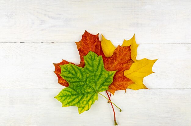 Autumn bouquet of dry maple leaves on wooden