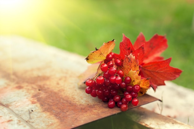 Autumn bouquet from fallen leaves and Cluster of Viburnum on the iron surface