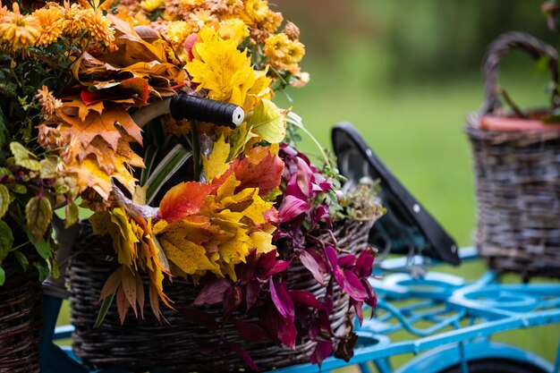 Autumn bouquet of yellow and orange flowers, red berries and maple leaves lying in a basket on an old bicycle against rural fence