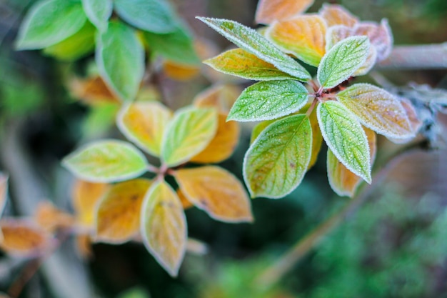 Ramo d'autunno nel parco è coperto di brina. le prime gelate nel tardo autunno