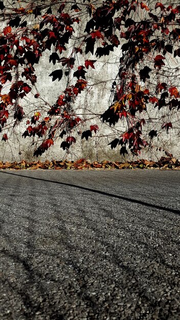 Foto i rami d'autunno sopra la strada