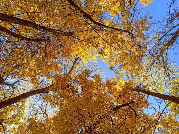 Autumn branches with leaves on a blue sky background