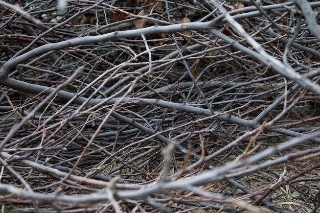 Autumn Branches