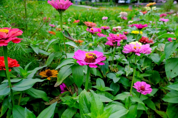 秋の鮮やかな花