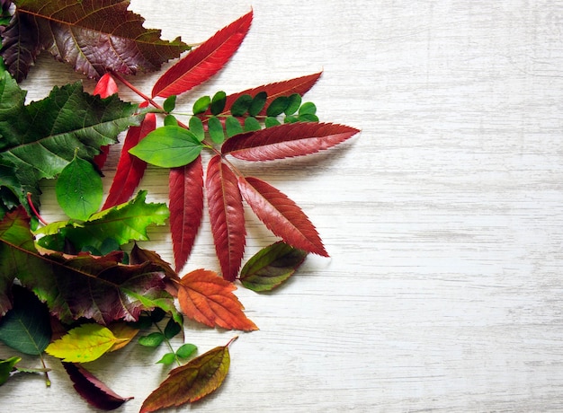 autumn bright leaves on a wooden background Postcard concept