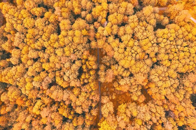 Foto alberi autunnali di colore giallo brillante in un parco con sentieri escursionistici, vista aerea dall'alto guardare in basso.